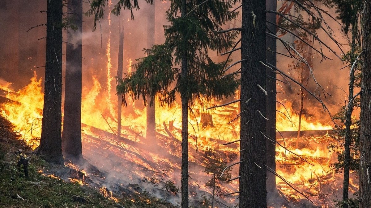 У Тернопільській області чоловік за підпал лісу заплатить 175 тисяч гривень