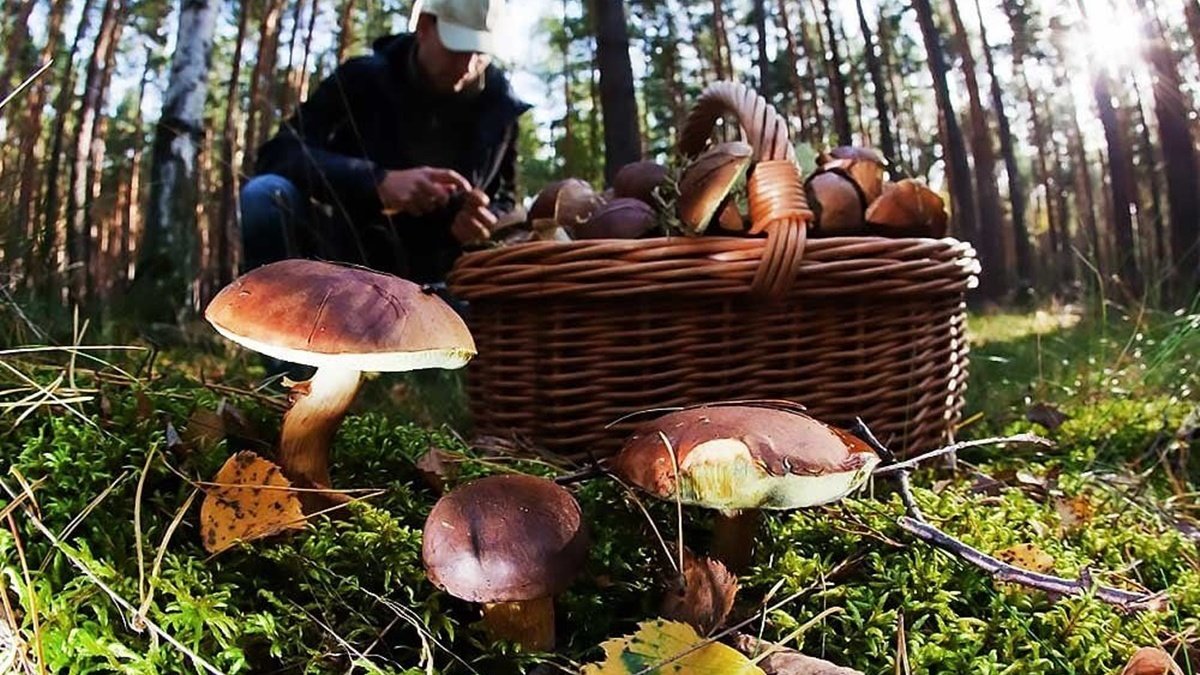 В Черновицкой области пять человек отравились грибами, среди них — двое детей