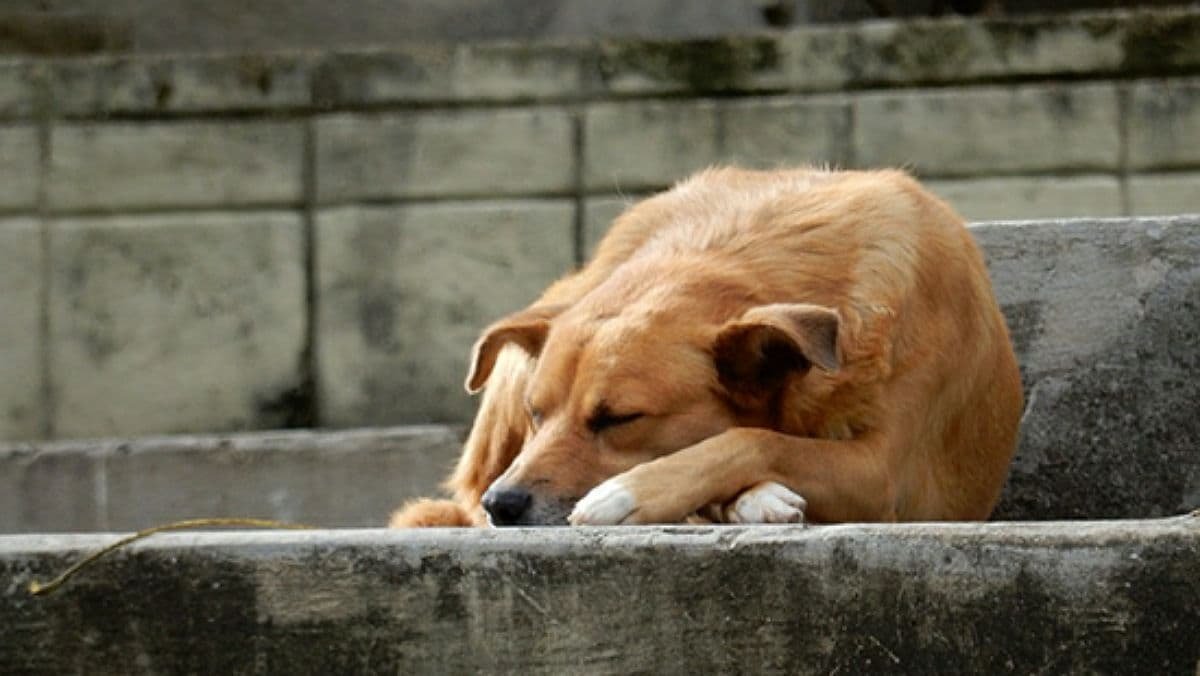 В Черкасской области пенсионер застрелил собаку: ему грозит до 3 лет тюрьмы