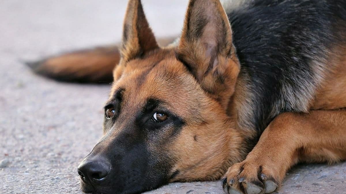 В Луганской области мужчина повесил свою собаку: она ему надоела