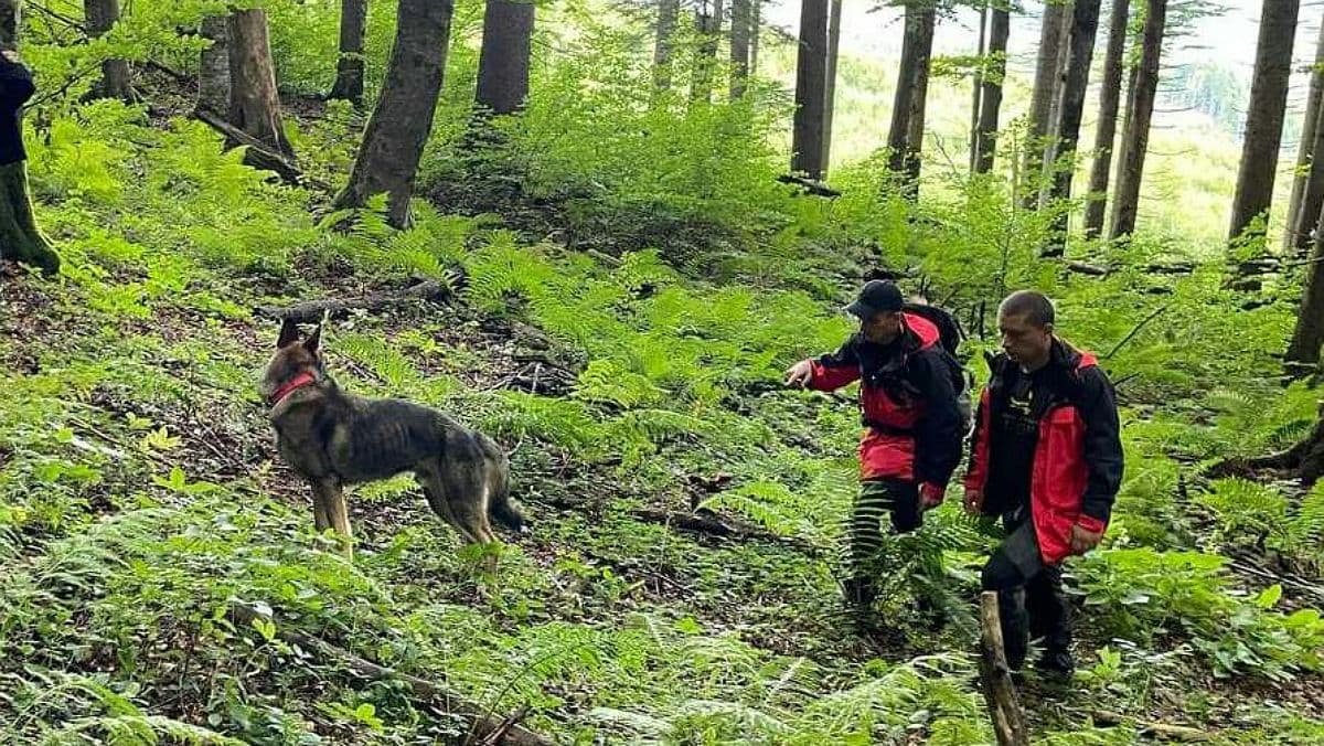 В Черновицкой области четвёртые сутки ищут грибника, который заблудился в лесу