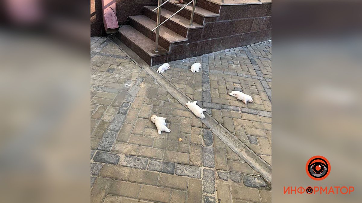 В Харькове с балкона на 4-м этаже выбросили пять щенков. Все животные погибли - в полиции начали проверку