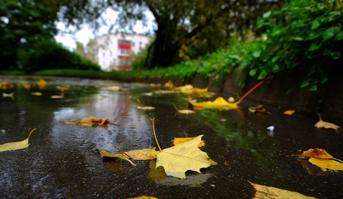 Дощі і прийдешнє похолодання: погода в Україні на перші дні осені
