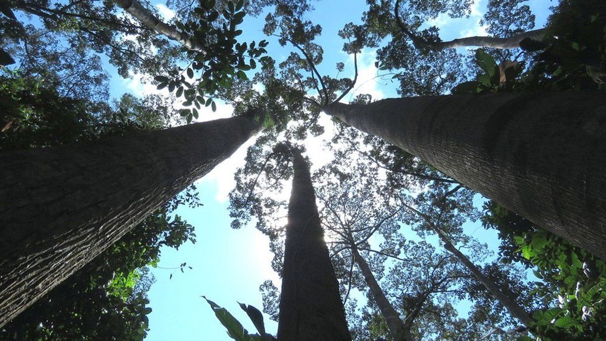 У світі близько 30% видів дерев знаходяться під загрозою зникнення