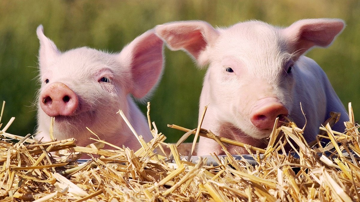 В Харьковской области ввели карантин из-за вспышки африканской чумы свиней