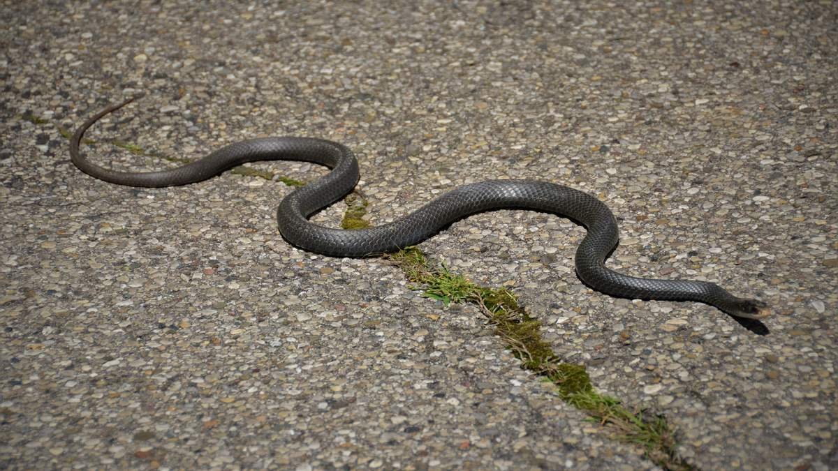 В Ровенской области женщину, которая собирала грибы, укусила змея
