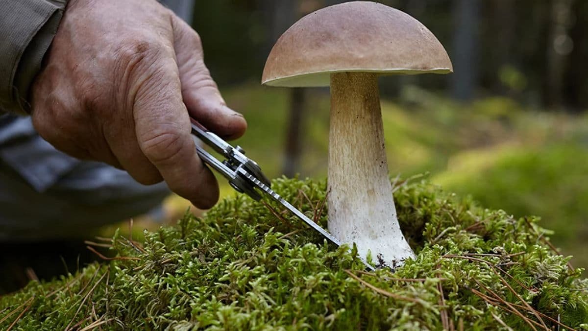 С начала сентября в Украине зафиксировали 12 случаев отравления грибами
