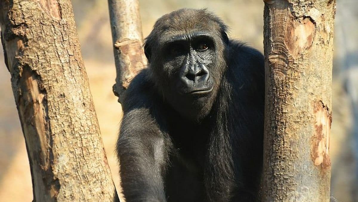 У зоопарку Атланти на коронавірус захворіли горили