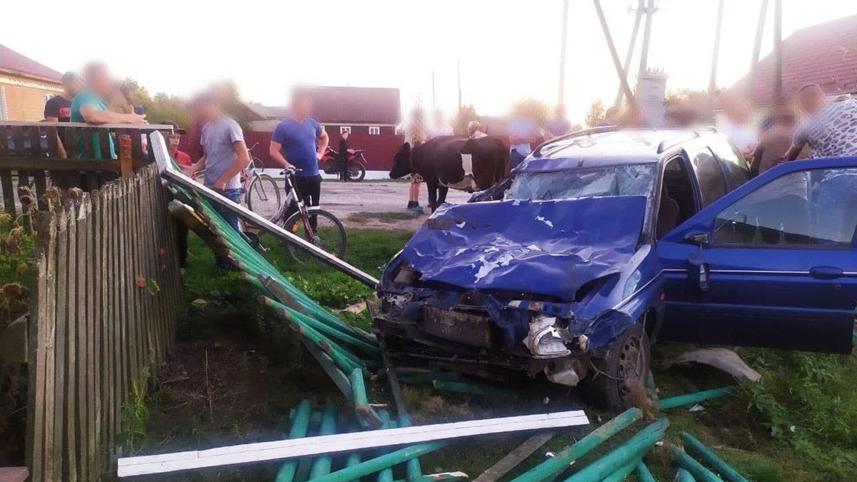 В Ровенской области пьяный водитель сбил насмерть двух коров, ещё четыре получили травмы