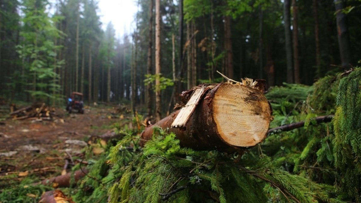 На Буковине незаконно рубили лес на территории заповедника