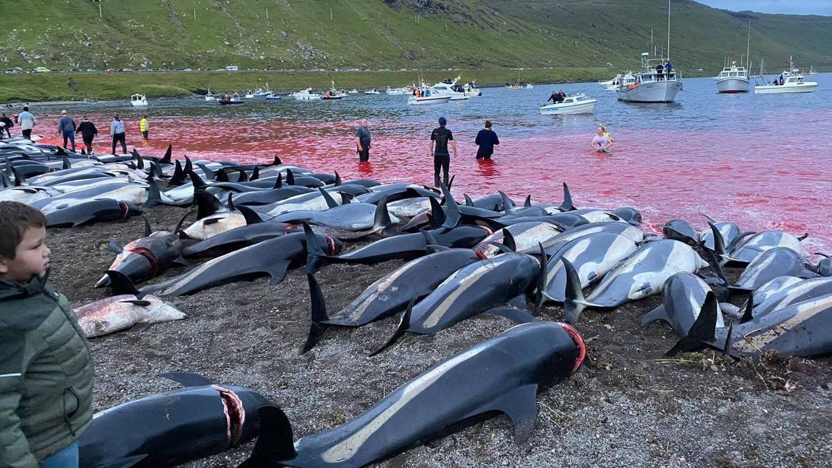 На Фарерських островах мисливці загнали і вбили 1428 білобоких дельфінів