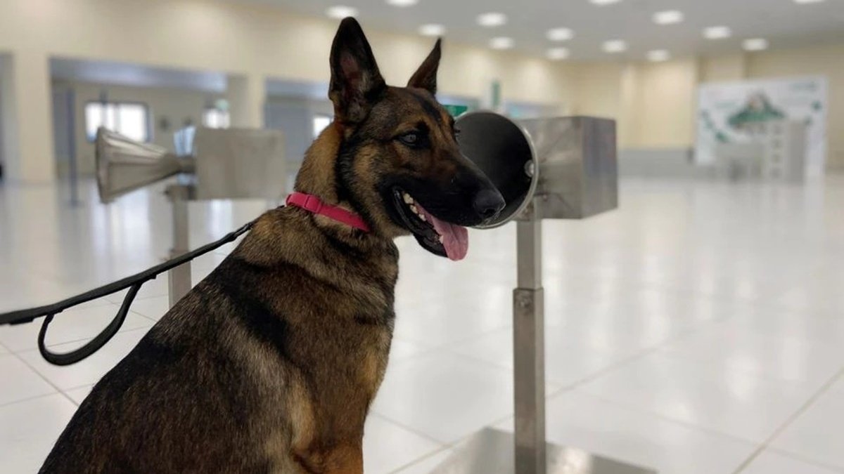В аэропортах ОАЭ собаки определяют инфицированных COVID-19