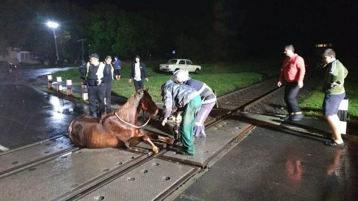 В Волынской области спасатели освободили коня, застрявшего в рельсах на переезде
