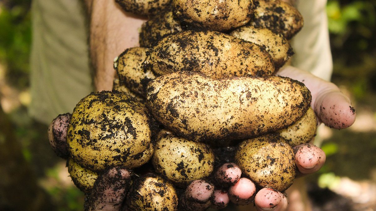 Білорусь вперше імпортує картоплю в сезон урожаю