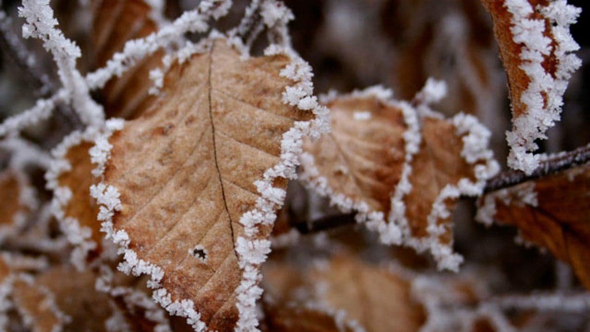 Синоптики попередили про заморозки в Україні