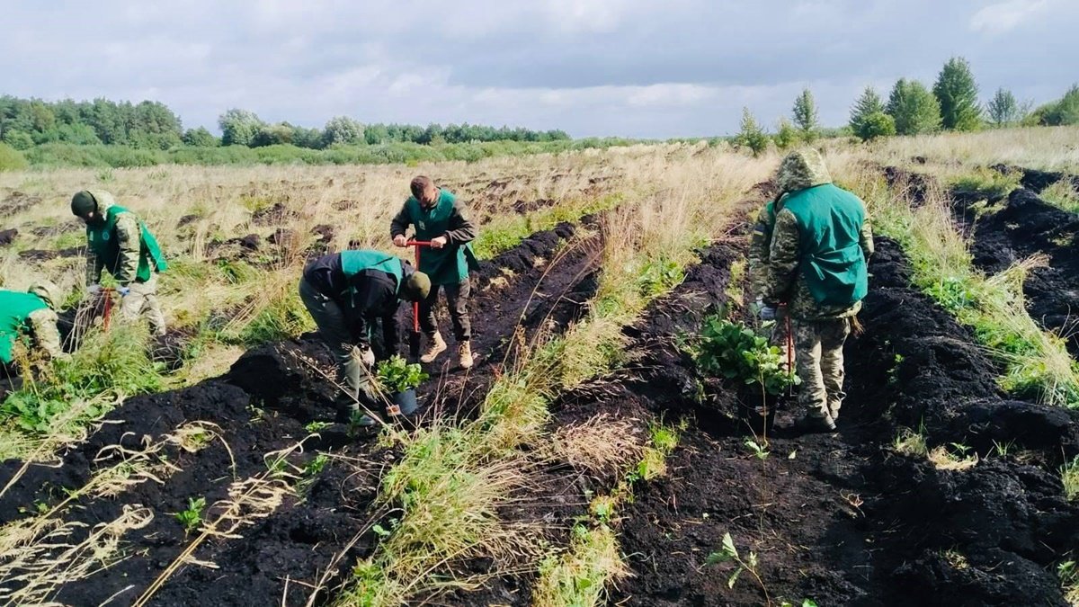 В Волынской области высадили 1 миллион деревьев