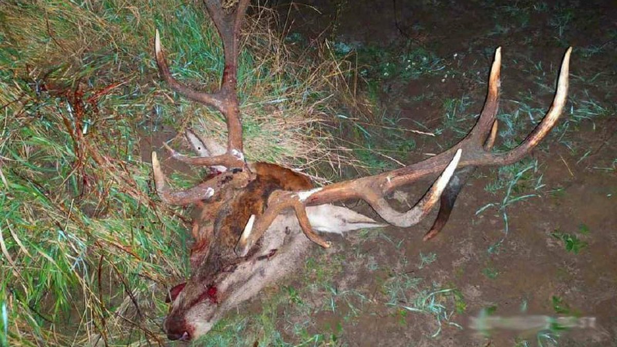 В Чернобыльской зоне поймали браконьера с отрубленной головой оленя и мешками с мясом