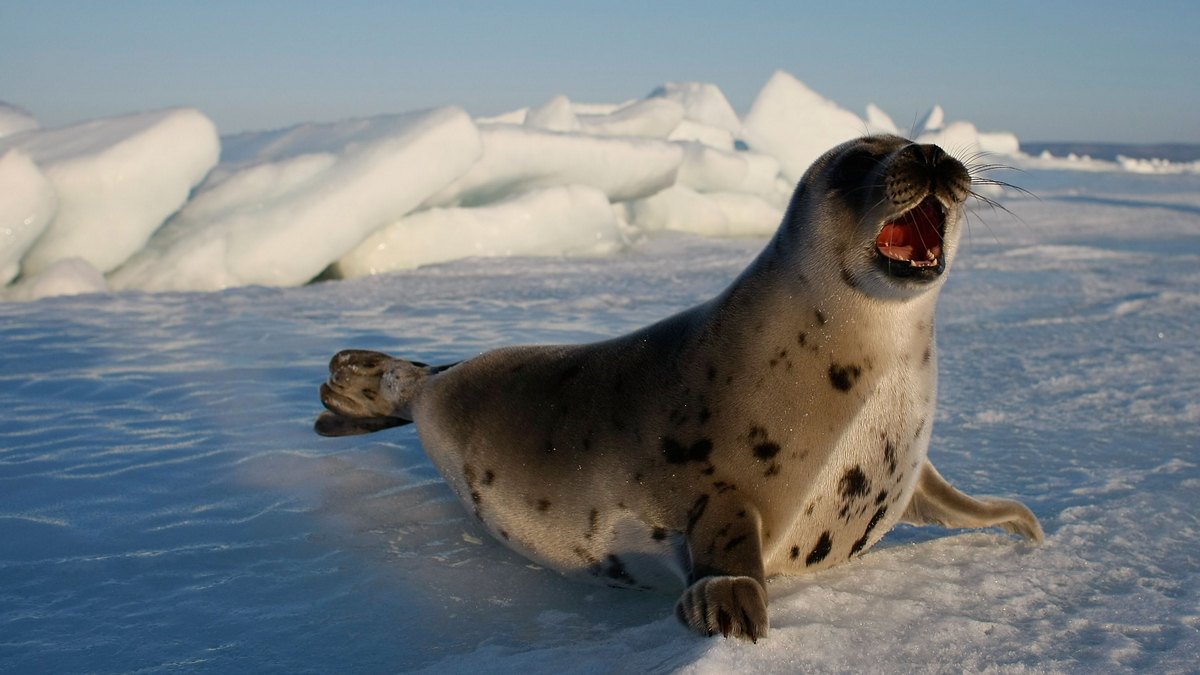 Біля станції "Академік Вернадський" в Антарктиді народилися троє тюленят: відео