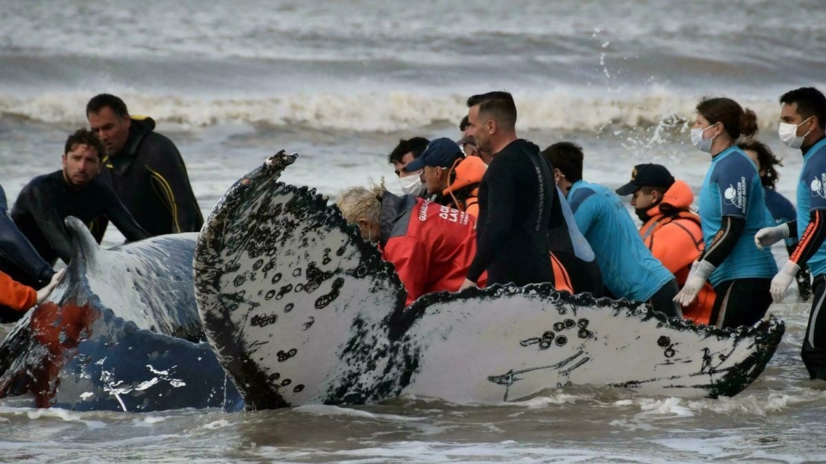 В Аргентине спасли двух выброшенных на мель китов