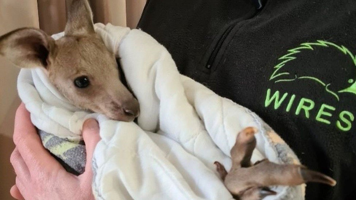 В Австралии двух подростков обвиняют в убийстве 14 кенгуру