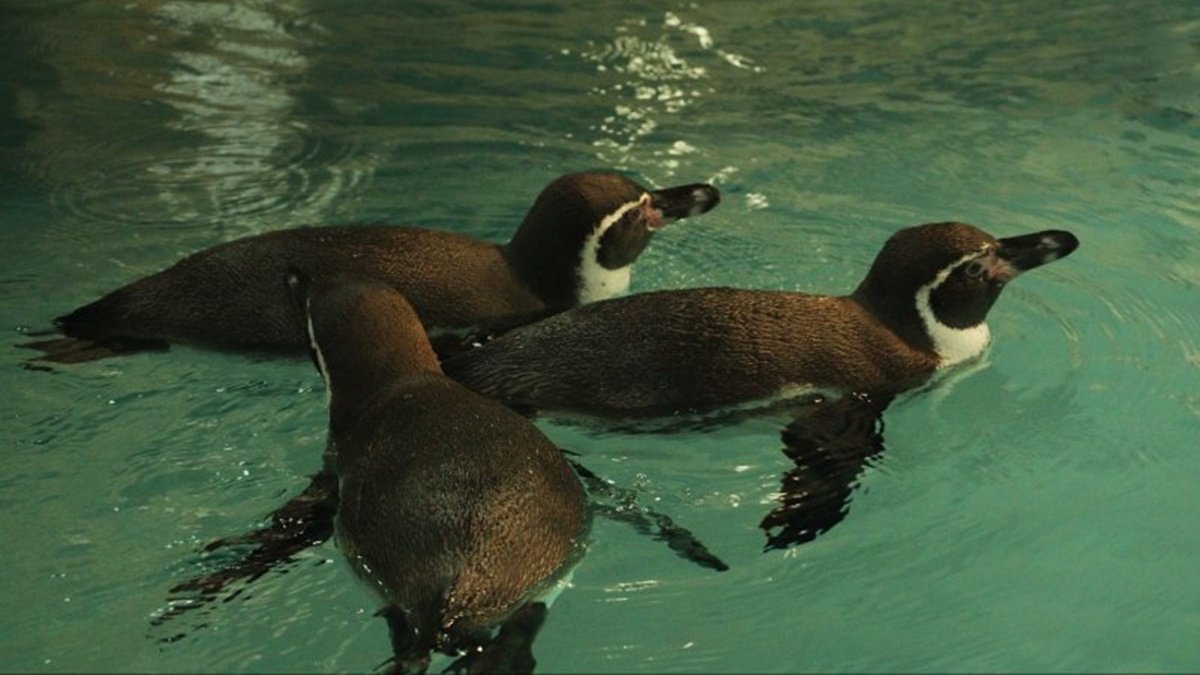 В зоопарке Харькова поселились пингвины Гумбольдта из Германии