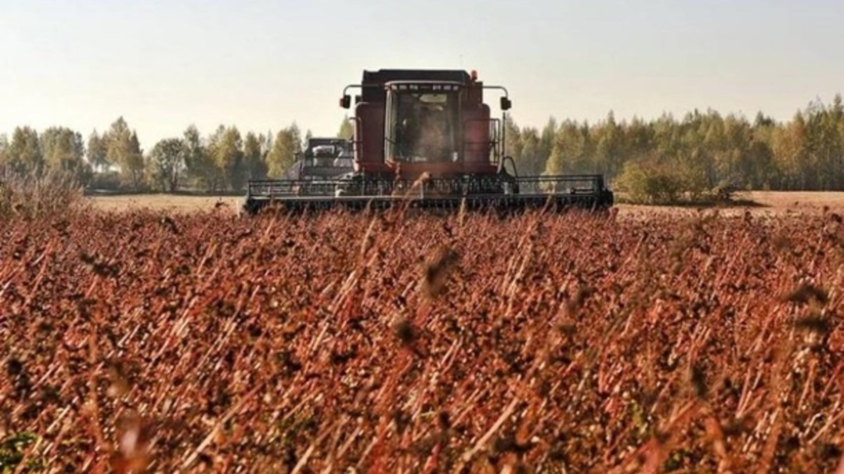 В Украине собрали рекордный урожай гречки