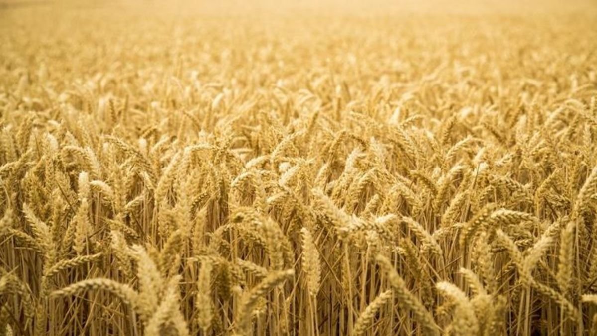 Глобальное потепление может вызвать в мире прирост урожая пшеницы
