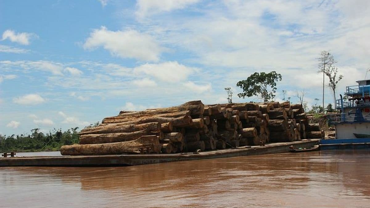 За последние 15 лет вырубка лесов Амазонки достигла самого высокого уровня