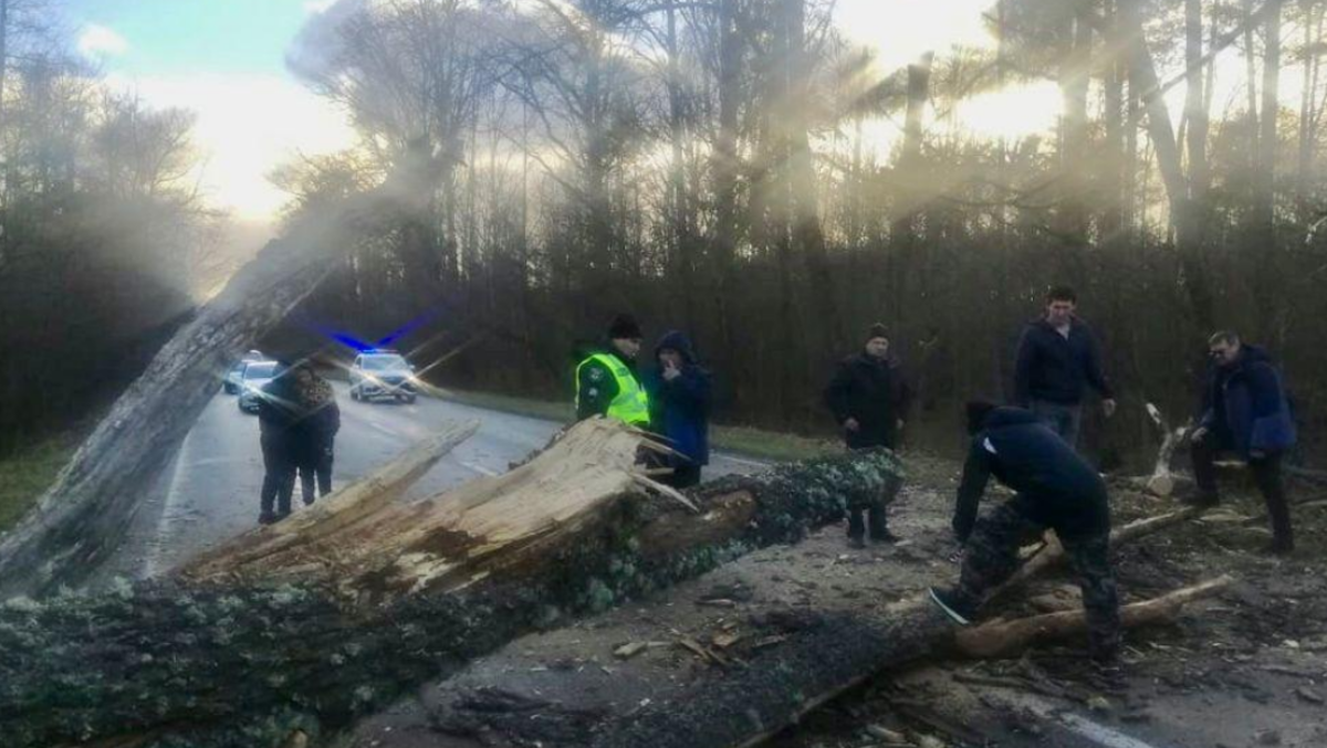 В Черниговской области ветер повалил деревья и заблокировал трассу