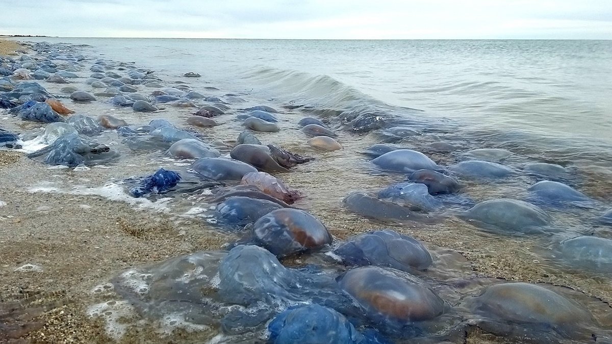 Через сильний шторм на берег Чорного моря викинуло близько мільйона медуз