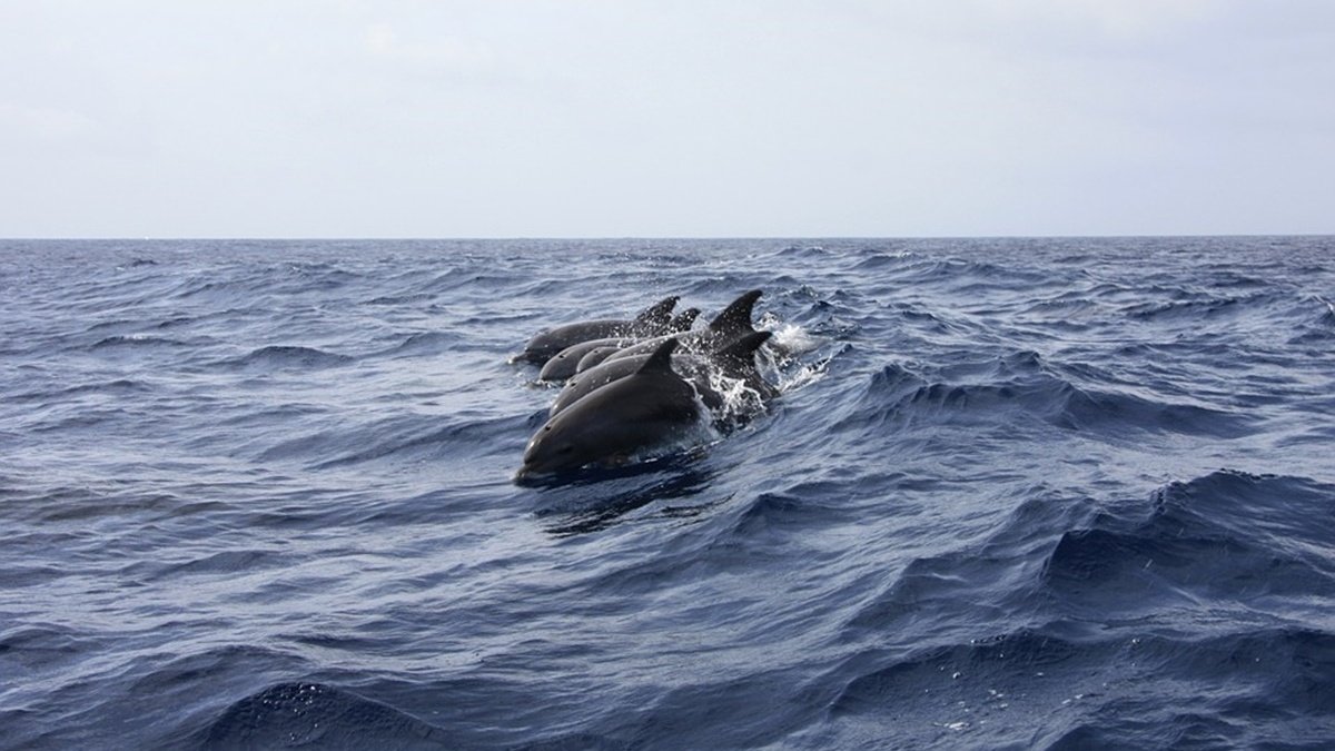 У Чорному морі загинули 300 дельфінів через військові навчання Росії