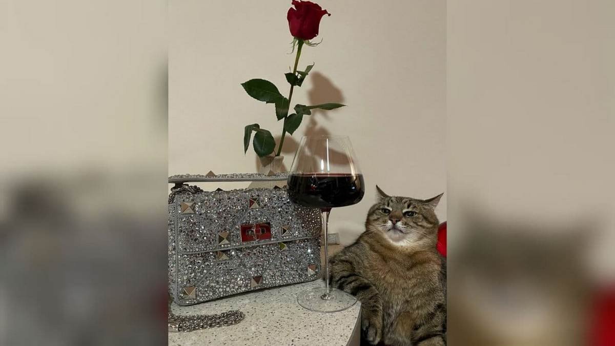 Итальянский дом моды Valentino заказал рекламу у украинского кота Степана