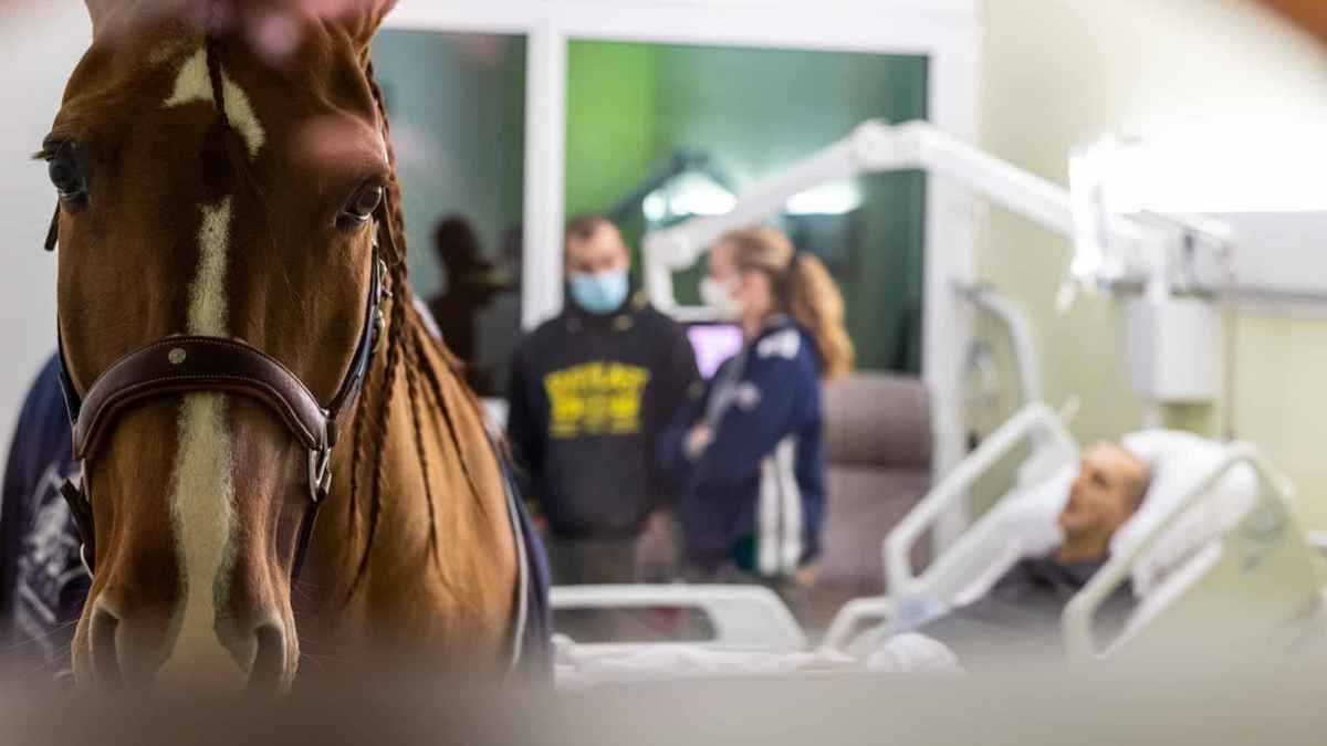В больнице Франции взяли на работу коня по имени Пейо