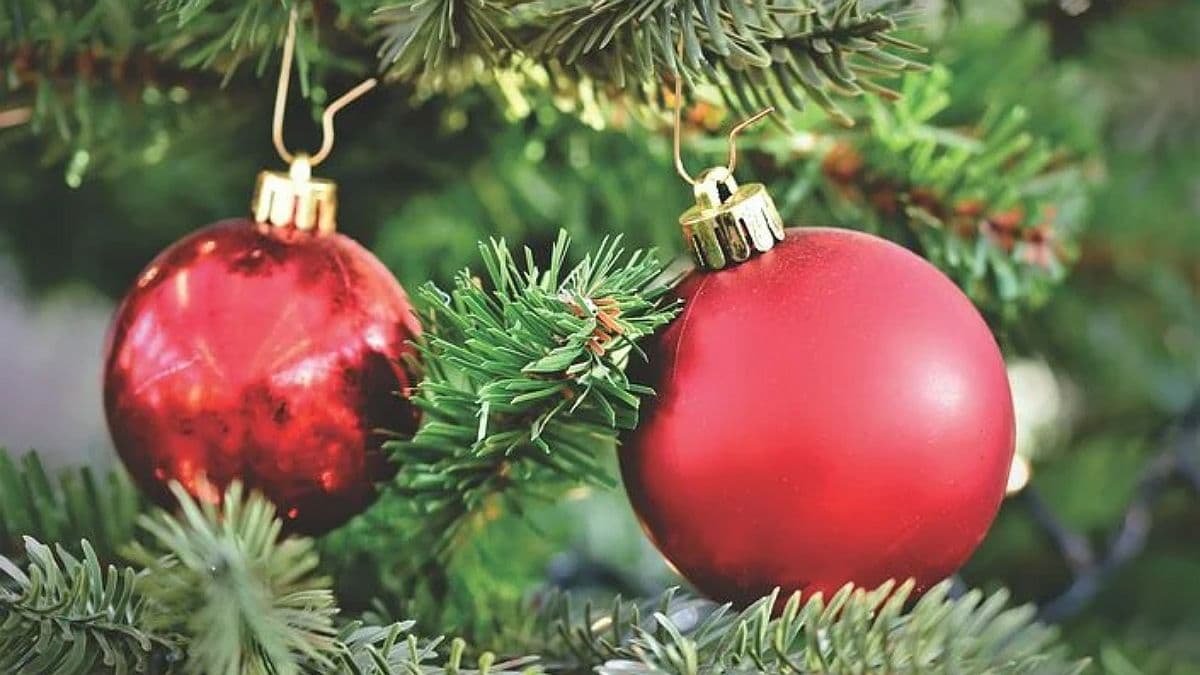 Где во Львове можно купить новогоднюю ёлку