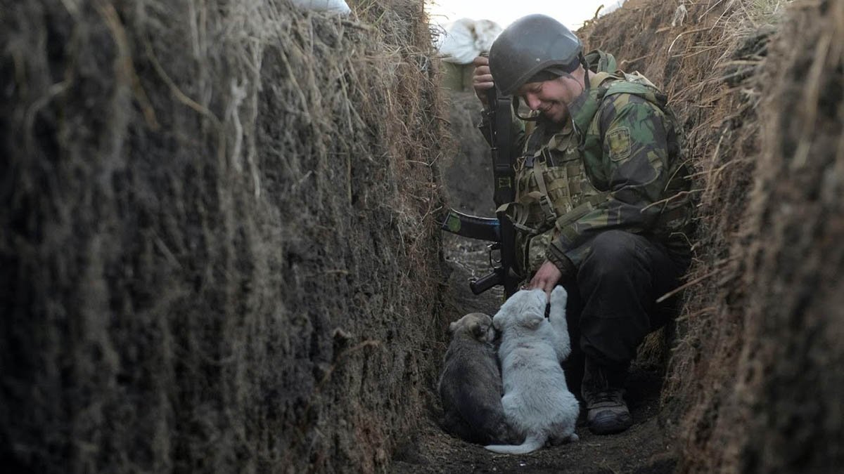 Фотография, на которой боец ВСУ играет со щенками в окопе, вошла в рейтинг лучших по версии Reuters