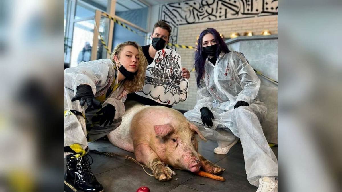 В тату-салоне Киева свинье хотели сделать татуировку: подробности скандала
