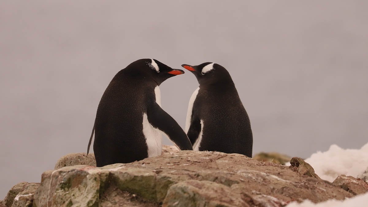 Біля станції "Академік Вернадський" в Антарктиді народились пінгвінятка