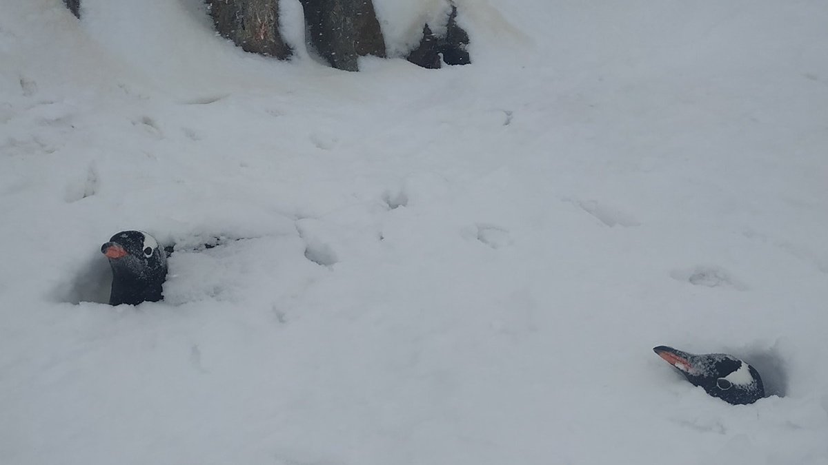 Возле станции «Академик Вернадский» в Антарктиде гнезда пингвинов засыпало снегом. Сугробы почти 3 метра в высоту