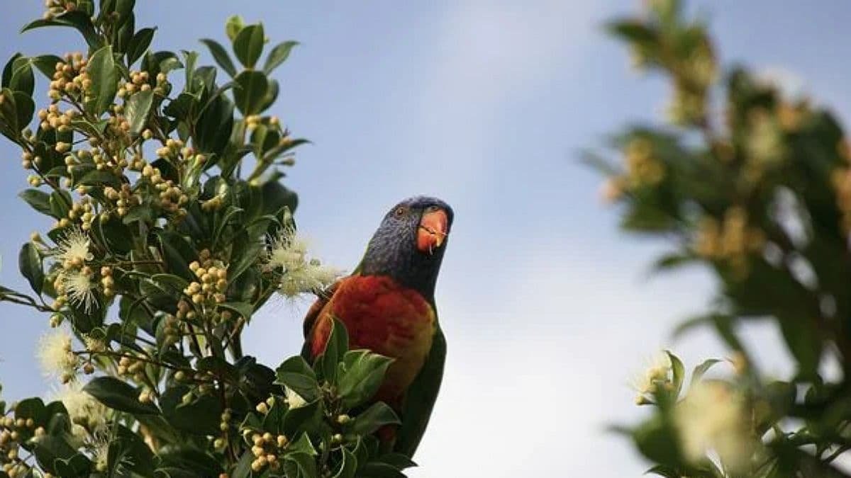 В Австралии попугаи опьянели после перекуса спелым манго: их лечат ветеринары