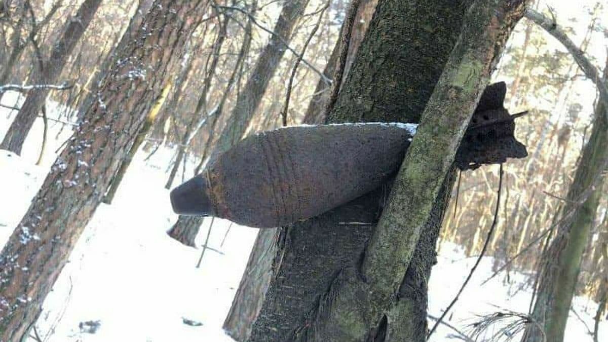 В лесу во Львовской области на дереве висела мина времён Второй мировой