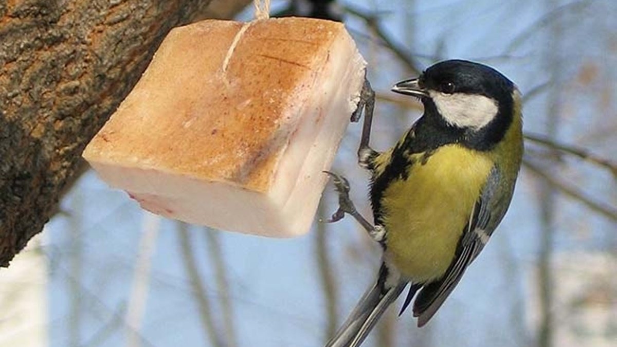В Запорожье в заповеднике «Хортица» посетителей просят подкармливать птиц