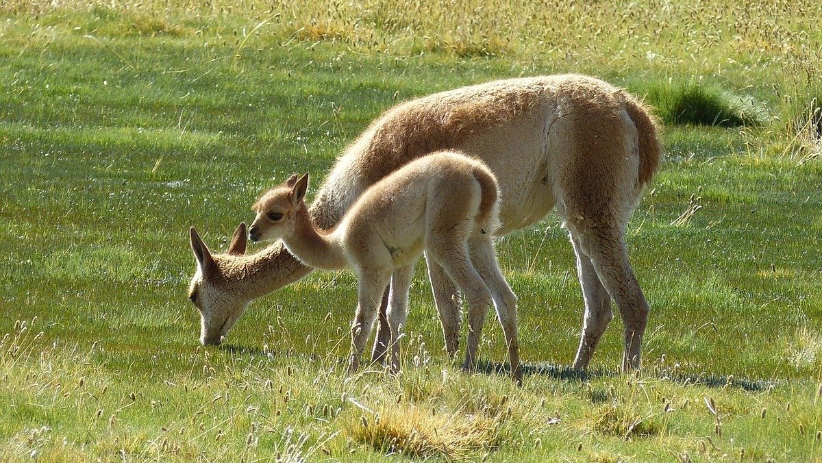 В Одеському зоопарку народилася лама