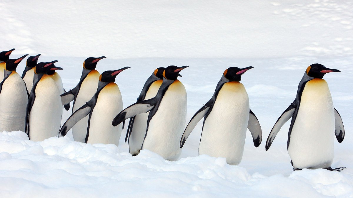 Минутка милоты: полярники «Академика Вернадского» сняли видео, как пингвины «маршируют» к океану за рыбой