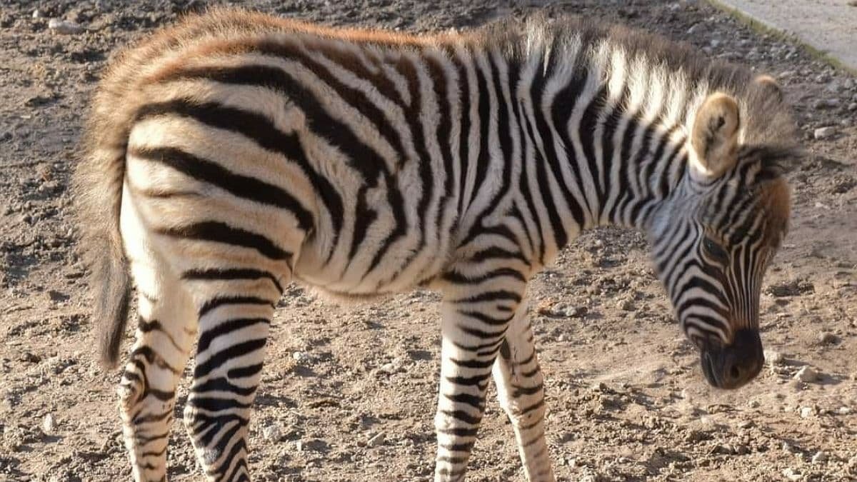 В зоопарке Одессы показали новорождённую зебру