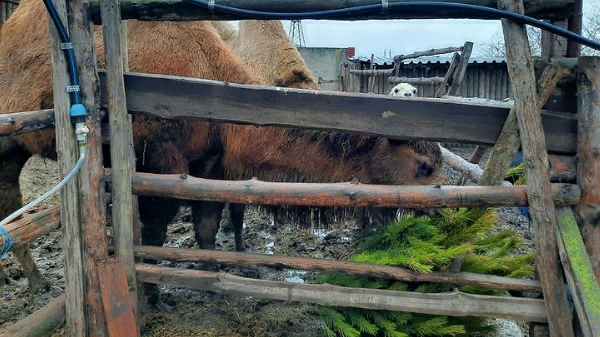 Тварин у зоопарку Маріуполя годують непроданими новорічними ялинками