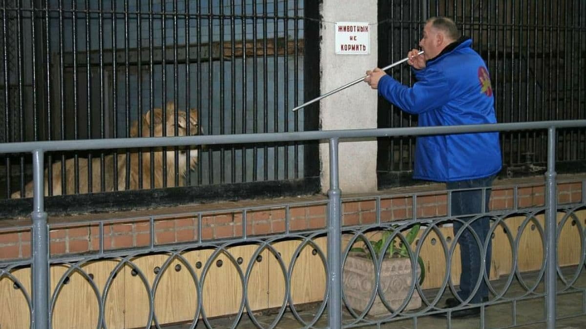 Трьох левів зоопарку Миколаєва відправили до Африки