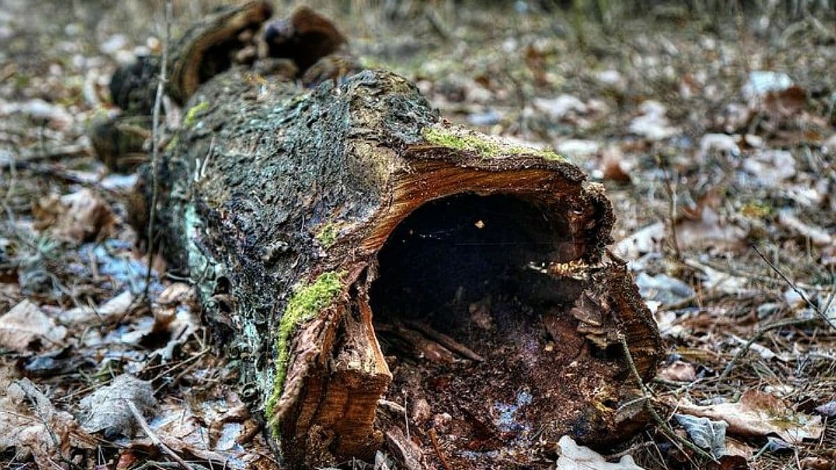 В Тернопольской области лесоруба придавило деревом: он умер на месте