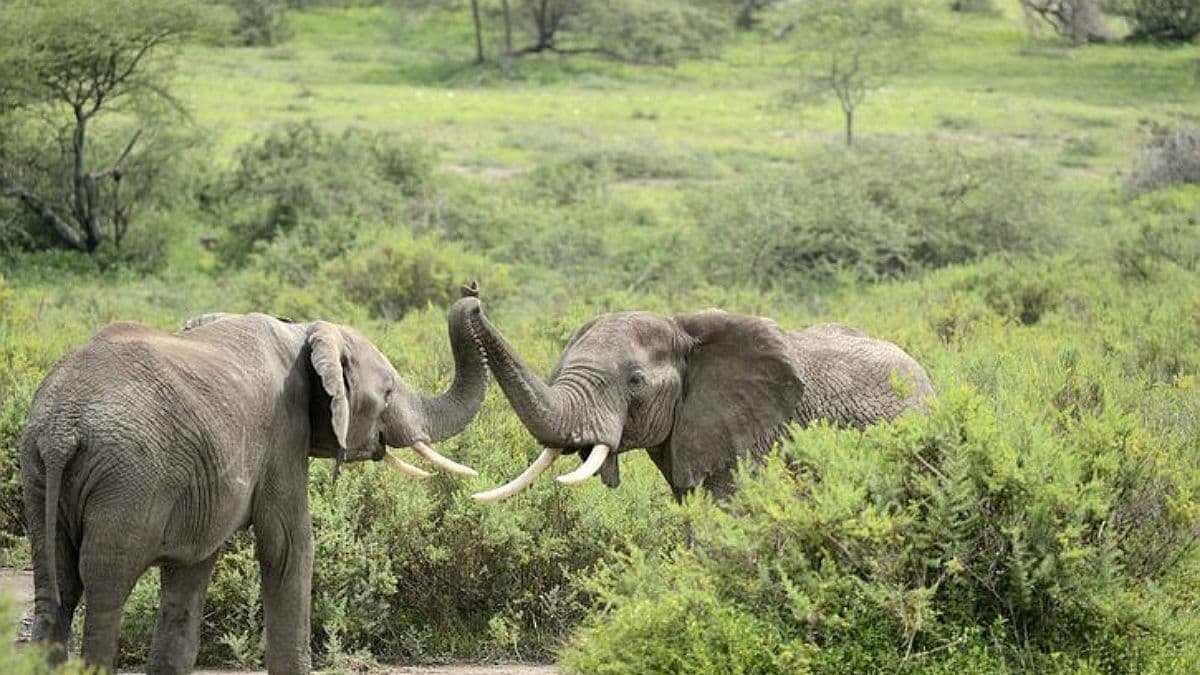 В Шри-Ланке два слона наелись пластика и умерли