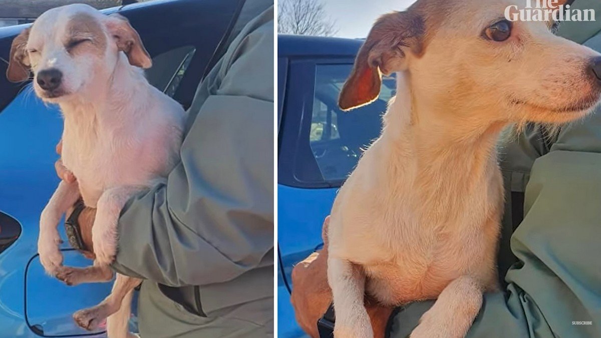 У Британії врятували собаку на мілині, прив'язавши сосиску до пошукового дрону