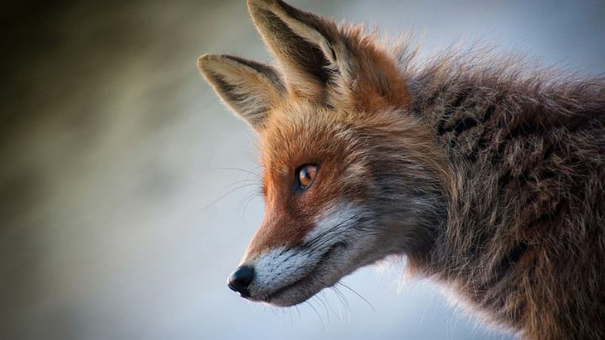 В посёлке Волынской области ввели карантин из-за бешенства у лисы, которую поймал охотник